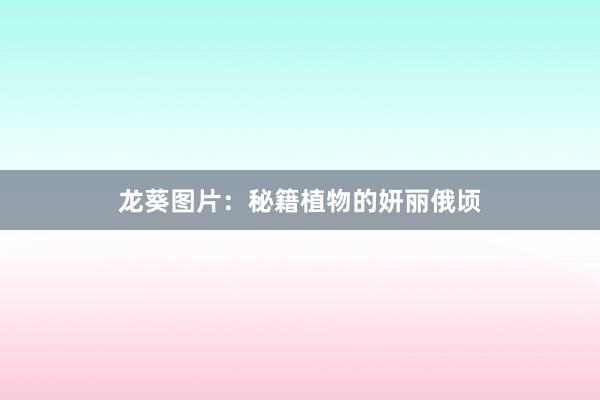 龙葵图片:秘籍植物的妍丽俄顷